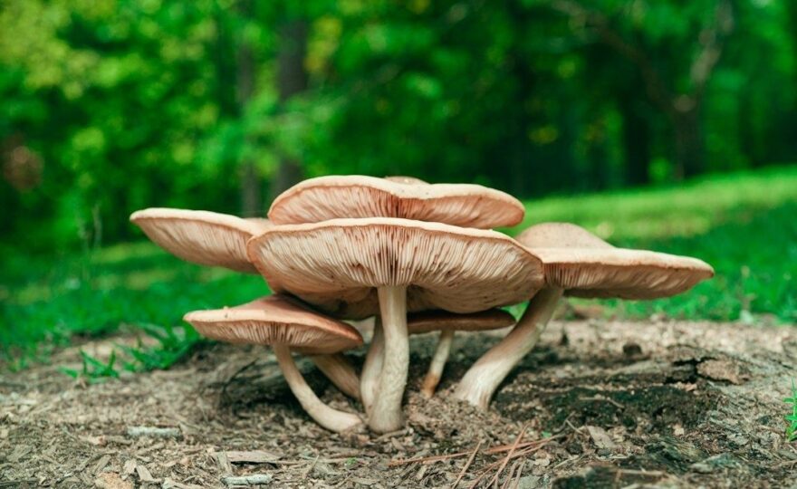 Cluster of oyster mushrooms growing from soil in a green forest