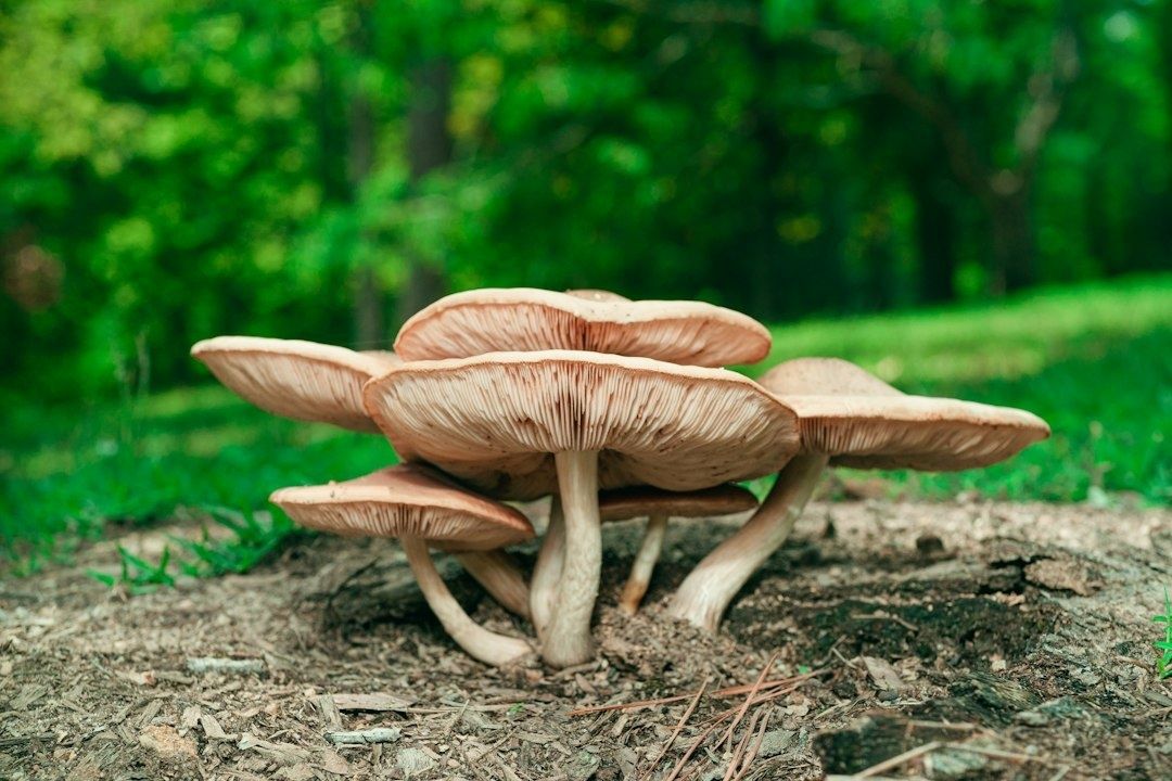 Cluster of oyster mushrooms growing from soil in a green forest